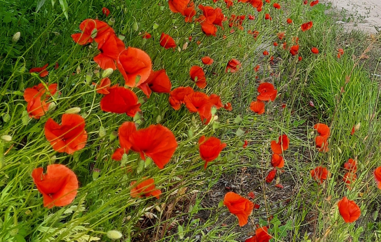 Zaaimengsel voor insecten: Hoe je het perfecte én mooiste bloemenbuffet kiest