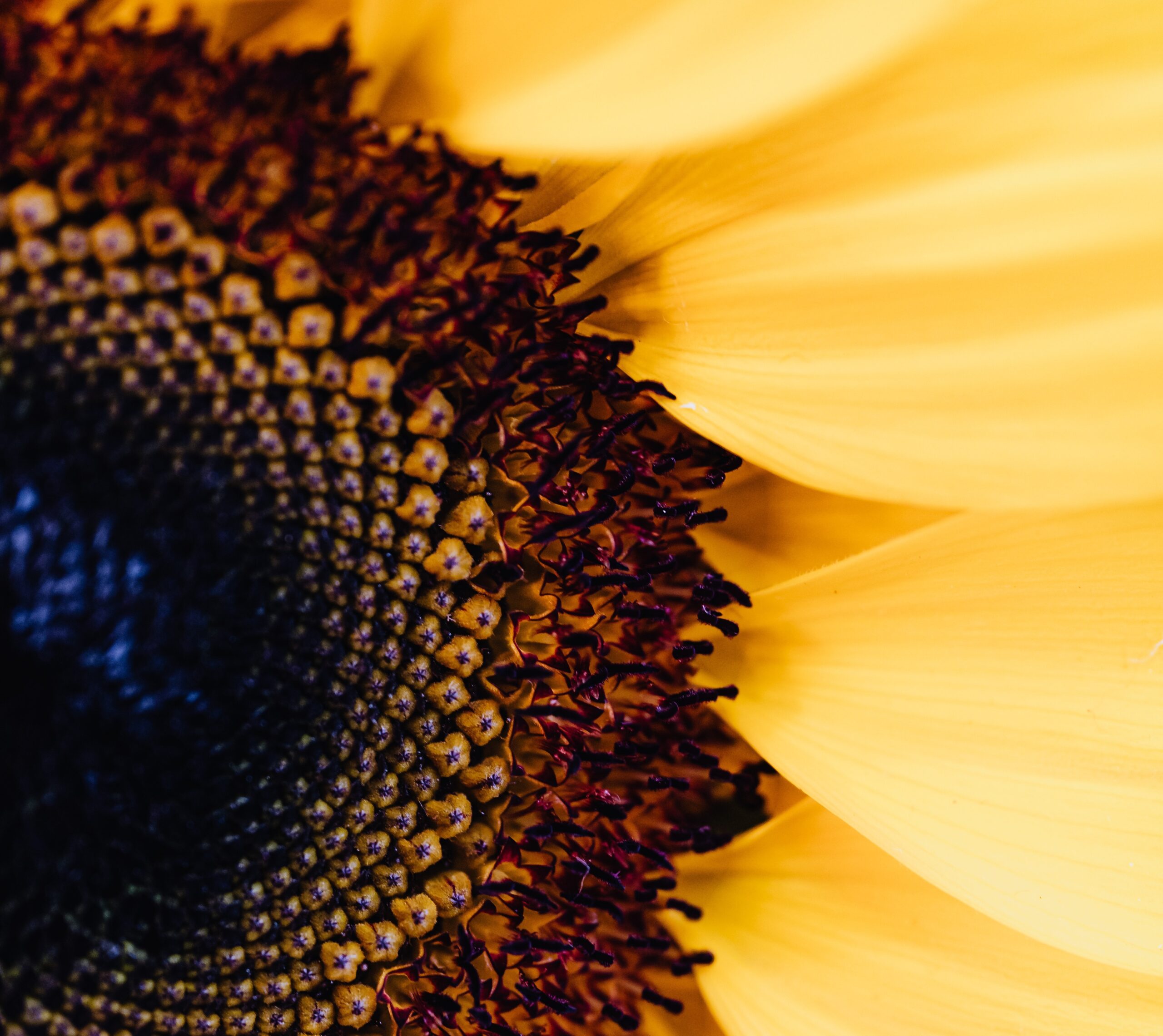 De Gulden Snede: Creëer een natuurlijke balans