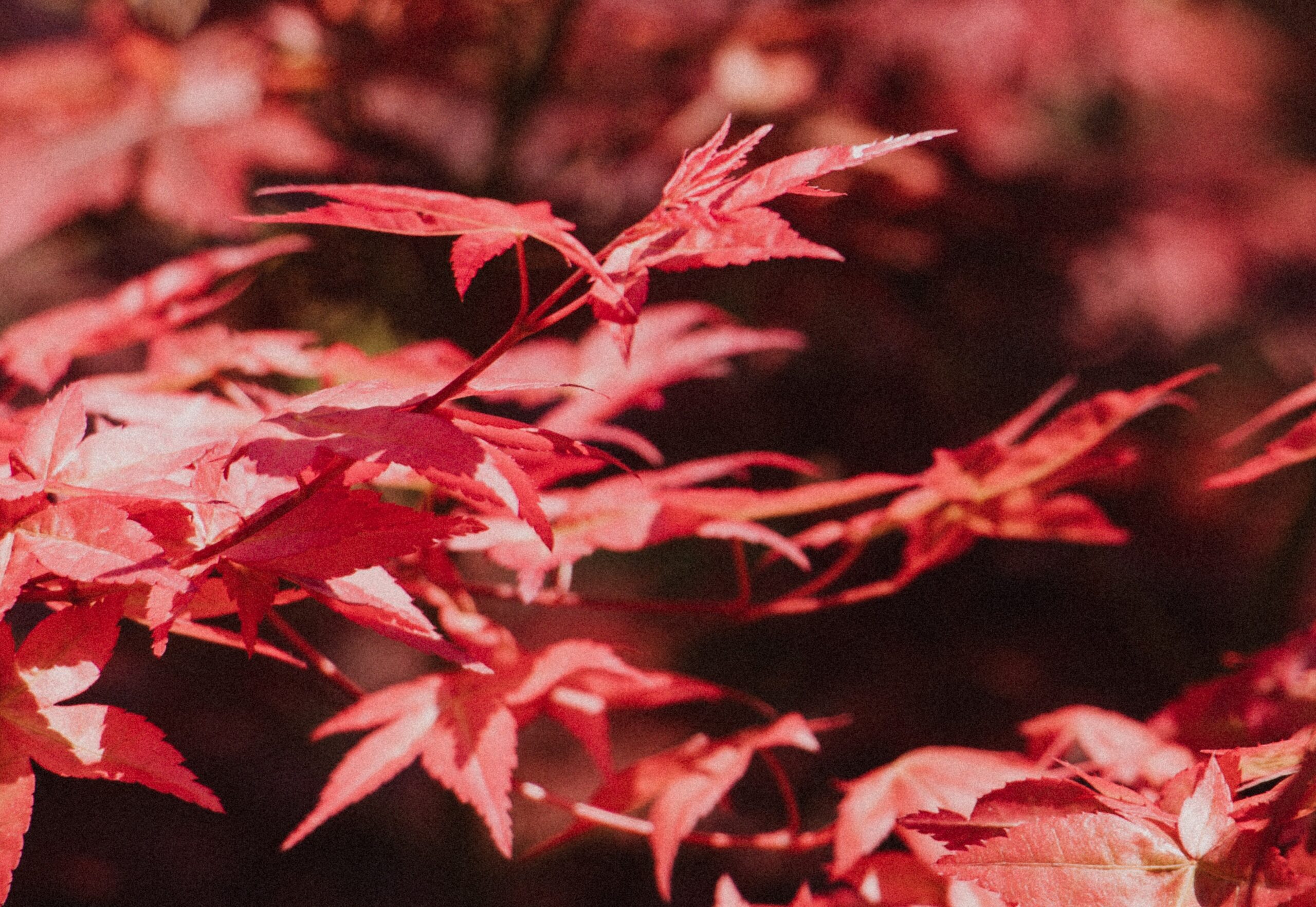 Je herfsttuin vol kleurrijk bloeiende planten