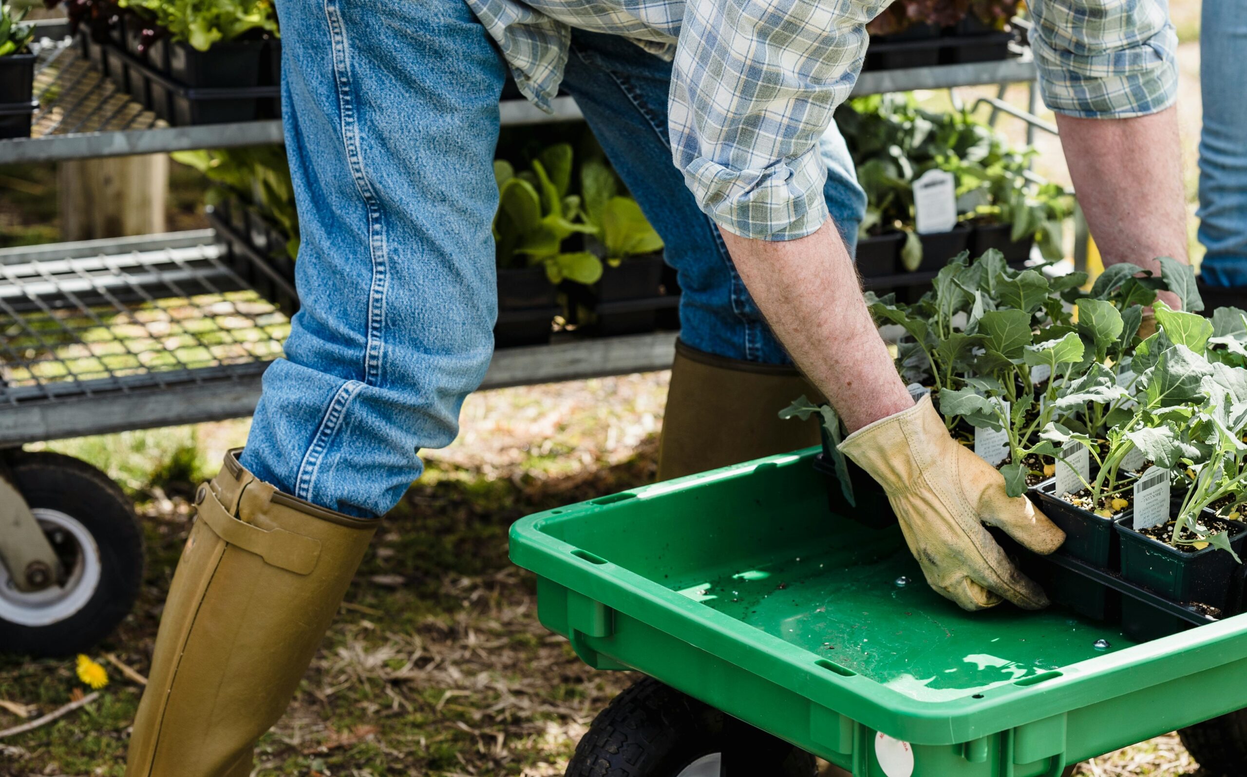 Hoe een ervaren hovenier je droomtuin werkelijkheid maakt