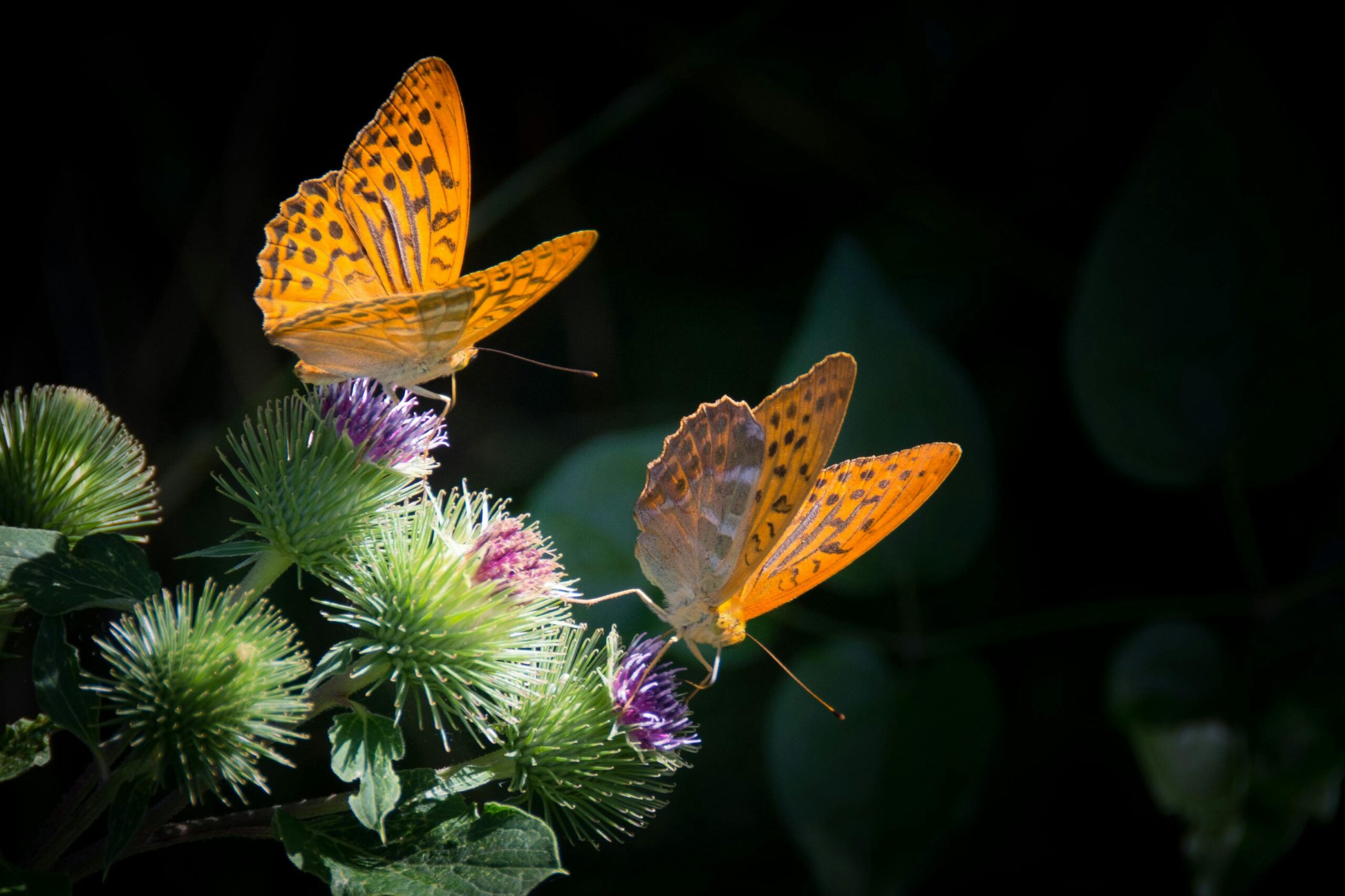 Verander jouw tuin in een levendige ontmoetingsplek voor vogels en vlinders