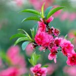Welke fouten maken mensen bij het kiezen van tuinplanten En hoe jij ze voorkomt