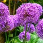 Wat levert persoonlijk tuinadvies je echt op? (Meer dan alleen mooie planten)